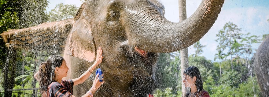Koh Samui : expérience « Nourrir et laver les éléphants »