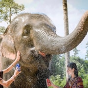 Koh Samui: Feed and Shower Elephants Koh Samui: Feed and Shower Elephants