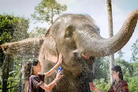 Koh Samui: Feed & Shower With Elephants Exclusive Experience
