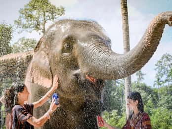 Koh Samui: Feed & Shower With Elephants Exclusive Experience