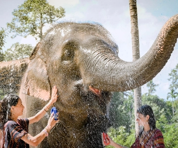 Koh Samui: Feed & Shower With Elephants Exclusive Experience