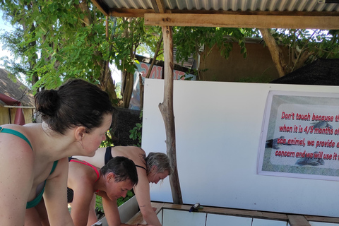 Lombok: Gili Meno Turtle Snorkeling Trip with Photos