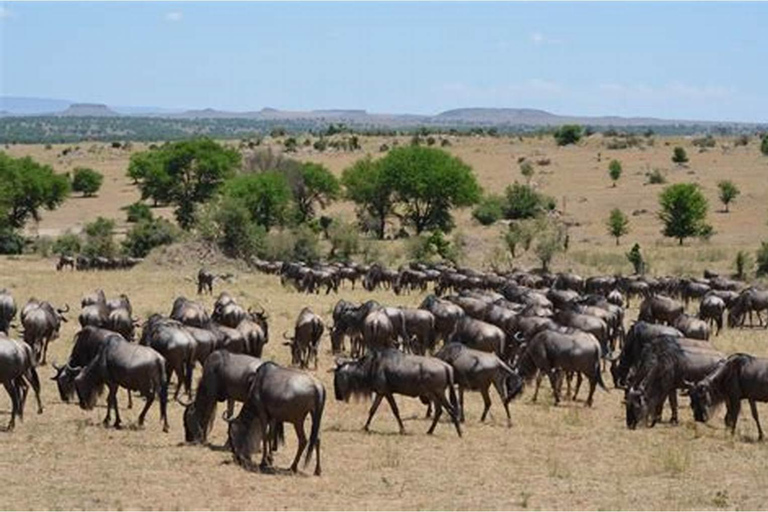 Tanzania: 7-Day Big Five Safari Adventure with Lodging