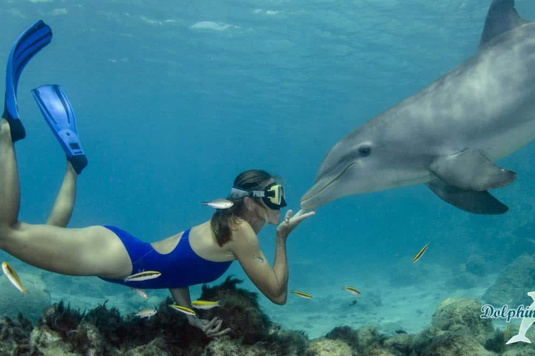 Wyspa Mnemba: półdniowa wycieczka łodzią z pływaniem z delfinami i nurkowaniem z rurkąPrywatna wyspa Mnemba – nurkowanie z rurką i pływanie z delfinami