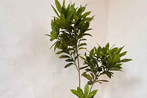 Boa Vista: Origens Santa Mónica Lunch i plaża