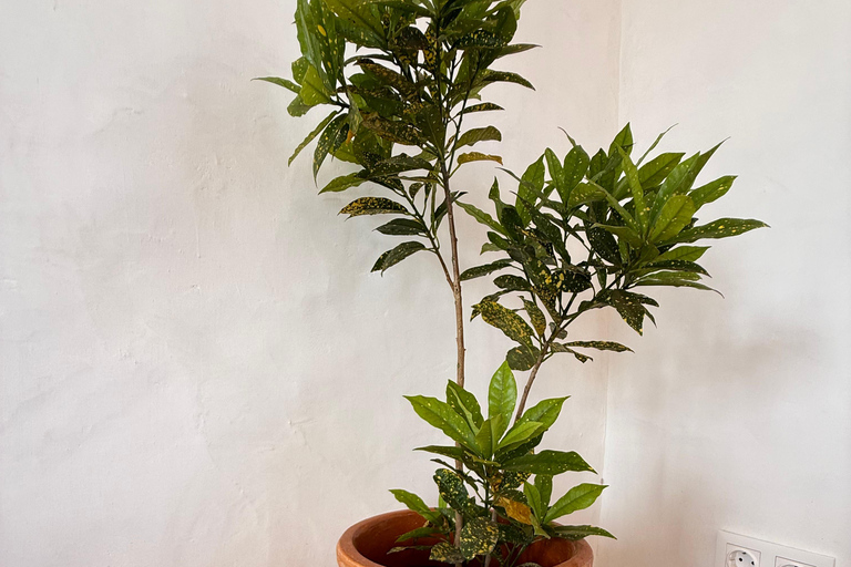 Boa Vista: Origens Santa Mónica Lunch i plaża