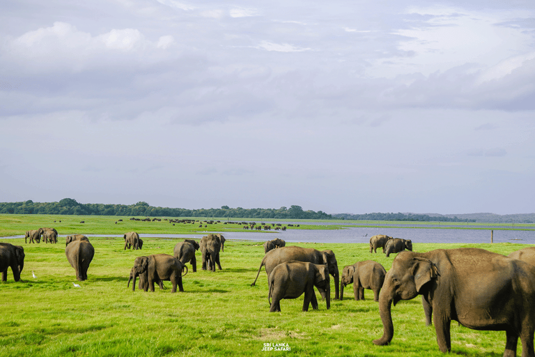 Minneriya: Sunset Elephant Safari Tour and Wildlife Sights