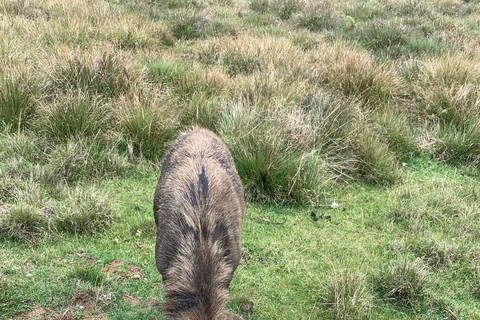 2-dniowa wycieczka do Ella: Wodospady Diyaluma, równiny Horton i malowniczy pociąg