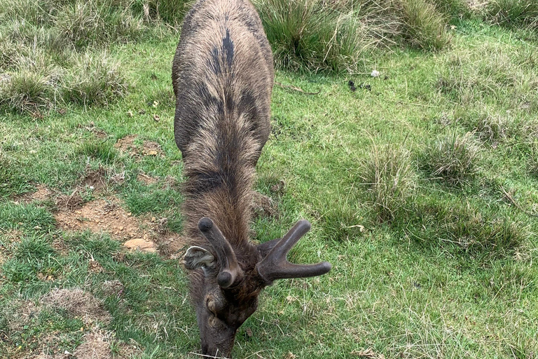 2-dagars Ella Tour: Diyaluma Falls Horton Plains &amp; Scenic Train