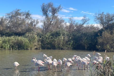Camargue - Pink Flamingo Day, Wine and Aigues-Mortes Camargue - Pink Flamingos, Wine, and Aigues-Mortes Day