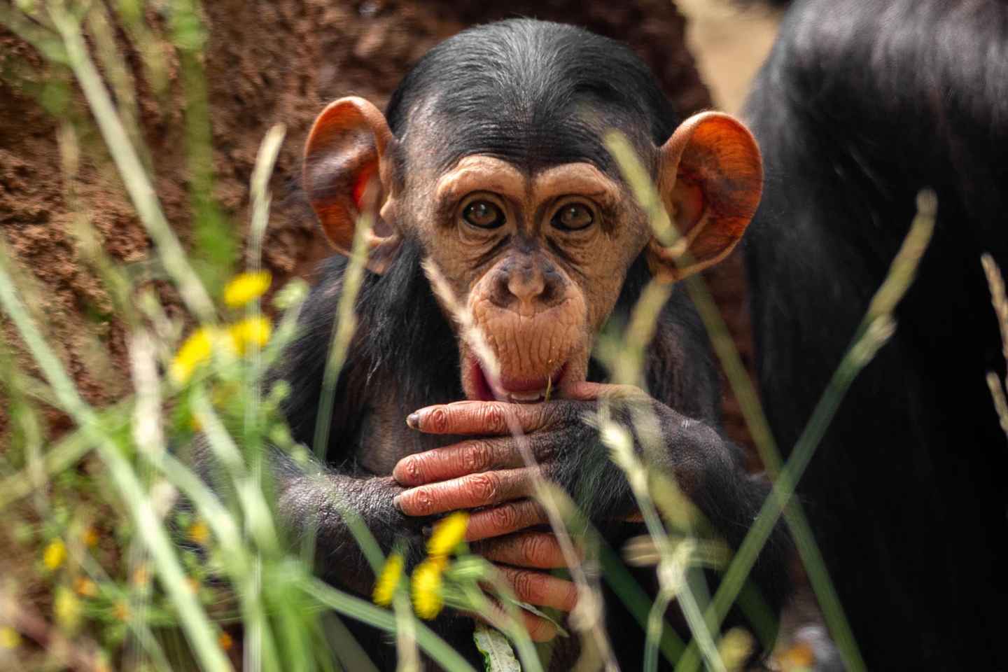 Billet d'Entrée au Zoo d'Anvers