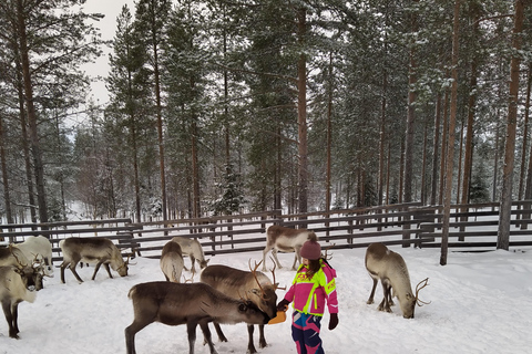 Rovaniemi: visita alla fattoria delle renne ed esperienza culturale