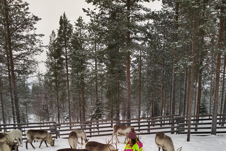 Rovaniemi: visita alla fattoria delle renne ed esperienza culturale