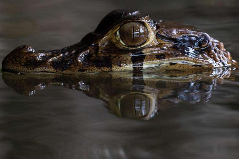 Tambopata: Búsqueda de Caimanes en la Amazonia | Tour nocturno |