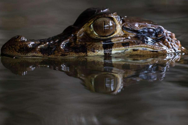 Tambopata: Search for Caimans in the Amazon | Night Tour |