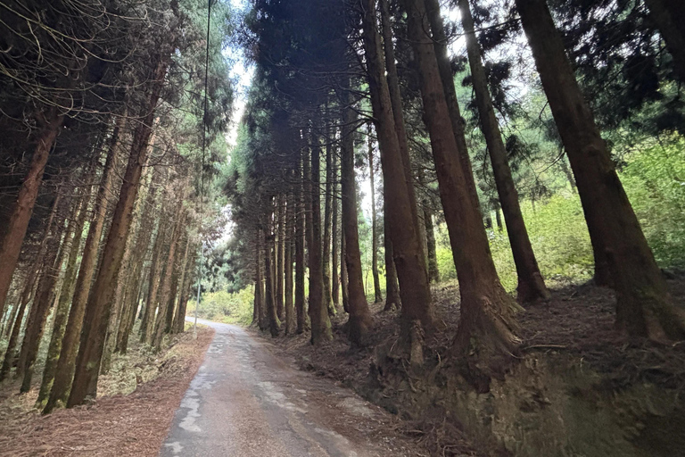 Bagdogra: Sandakphu & Phalut Trek with Meals & Guide