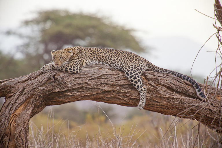 From Nairobi: Lake Nakuru & Naivasha National Park Day Tour Lake Nakuru & Naivasha