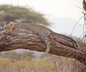 Vola da Nairobi a Maasai Mara: giornata intera di fotosafari e ritorno
