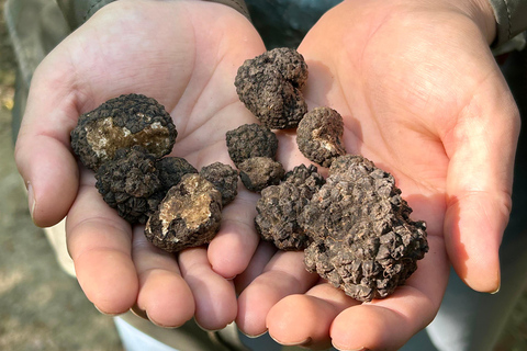 Sofia: Culinary Adventure To The Fungi And Botanical Kingdom