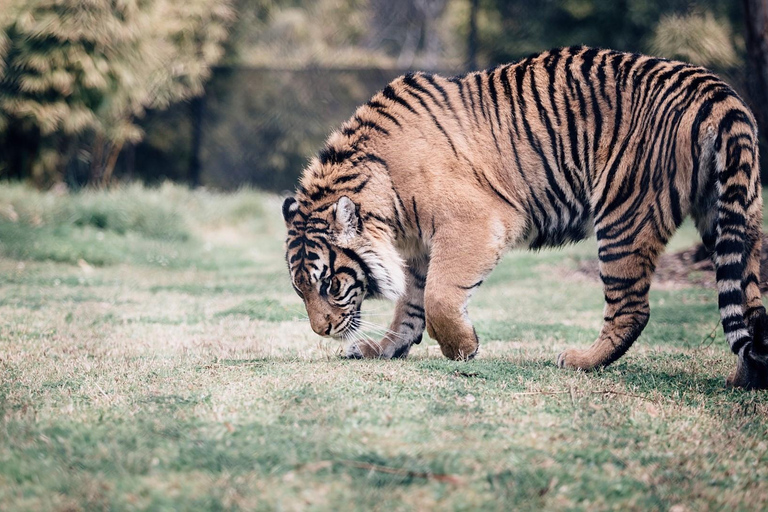 Excursão noturna de Délhi a Ranthambhore/Safári de tigre de carro