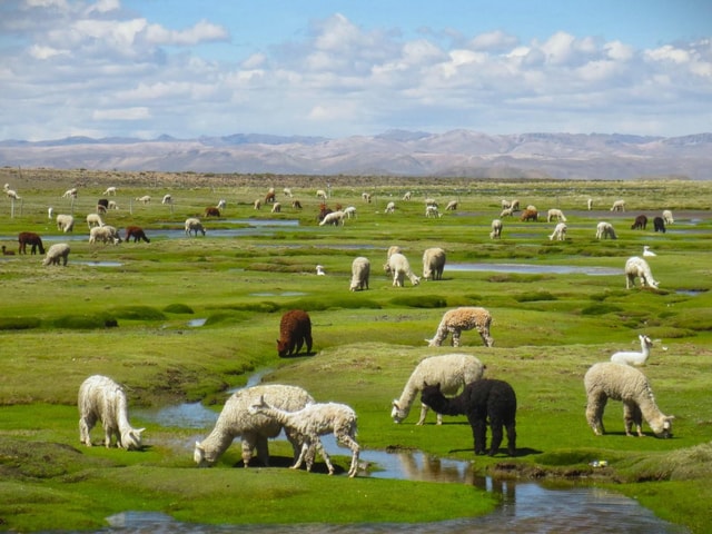 From Arequipa: Touristic Transportation to Chivay with Tourist Stops