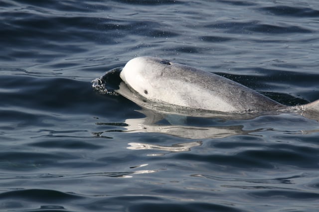 San Diego: Luxuriöse ganzjährige Walbeobachtungs- und Delfin-Tour
