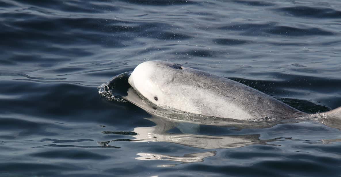 Luxury Year-round Whale Watching & Dolphin Tour — a boat tour from San Diego, USA