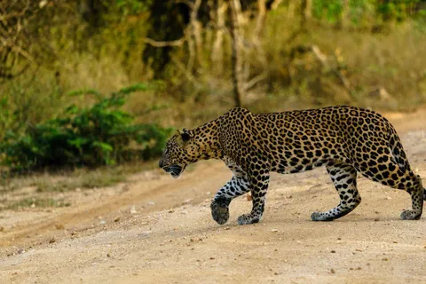 Ella: Safari em Yala com paragem em Tangalle/ Hiriketiya/ Mirissa