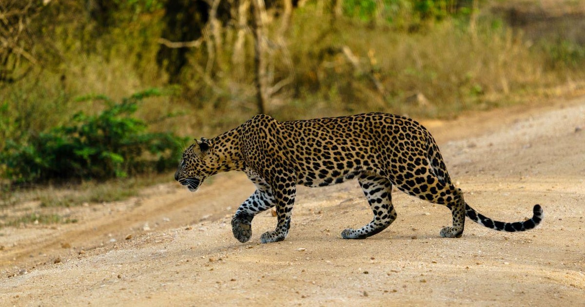 Yala National Park: 4x4 Wildlife Safari with Local Tracker