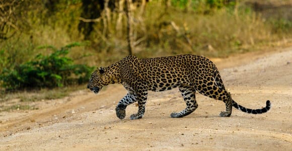 Von Hikkaduwa/Mirissa/Galle/Tangalle – Yala-Leoparden-Safari