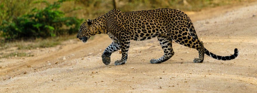 Ella : Safari à Yala avec arrêt à Tangalle/ Hiriketiya/ Mirissa