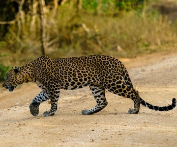 Ella: Safari em Yala com paragem em Tangalle/ Hiriketiya/ Mirissa