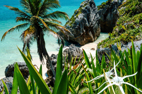 Tour di Tulum, cenote Casa Tortuga e Madre naturaleza 5 posti