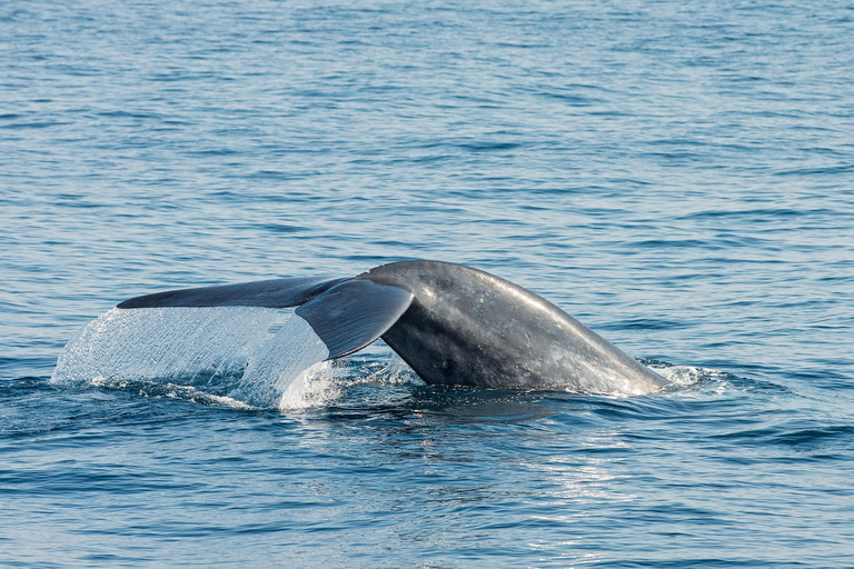 " Great Whales " - Education programme - Whales , Dolphins