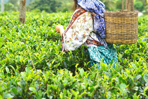 Nuwara Eliya Tea Plantation/Factory Tour/Tasting & Waterfall Nuwara Eliya: Tea Heritage, Tasting & Waterfalls (Car)