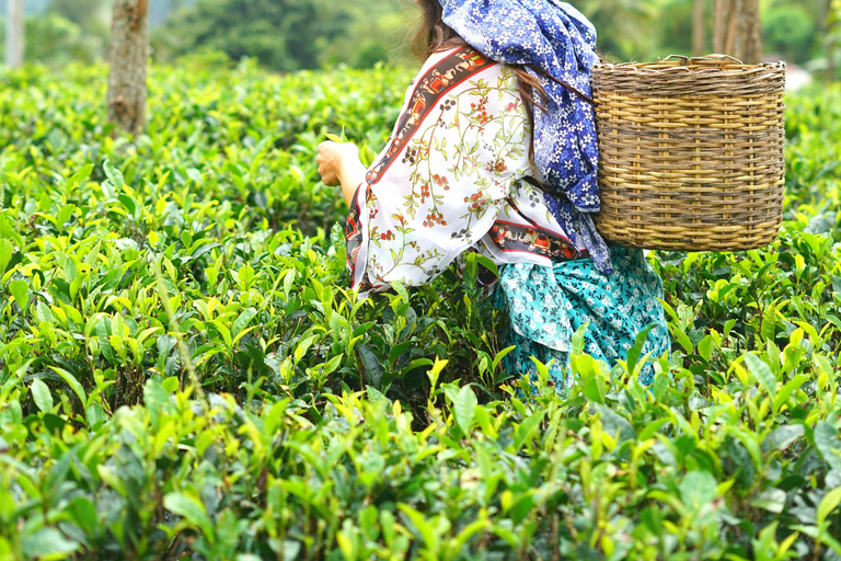 Nuwara Eliya Tea Plantation/Factory Tour/Tasting & Waterfall Nuwara Eliya: Tea Heritage, Tasting & Waterfalls (Car)