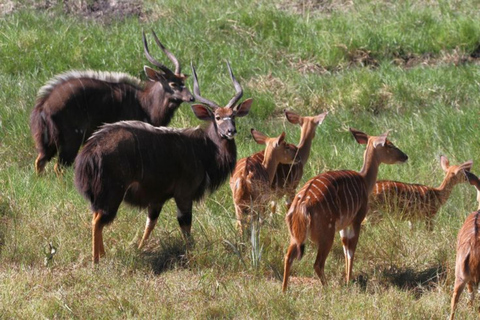 Chebera Churchura: 5-Day Wildlife & Nature Safari Experience