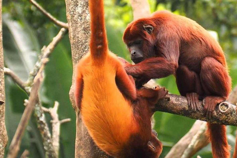 Excursão de dia inteiro à ilha dos macacos