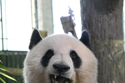 Shanghai Zoo Ticket with PDF Guide & Concierge