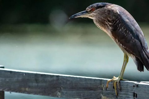 History & Nature: Azraq Wetland Reserve and Desert Castles