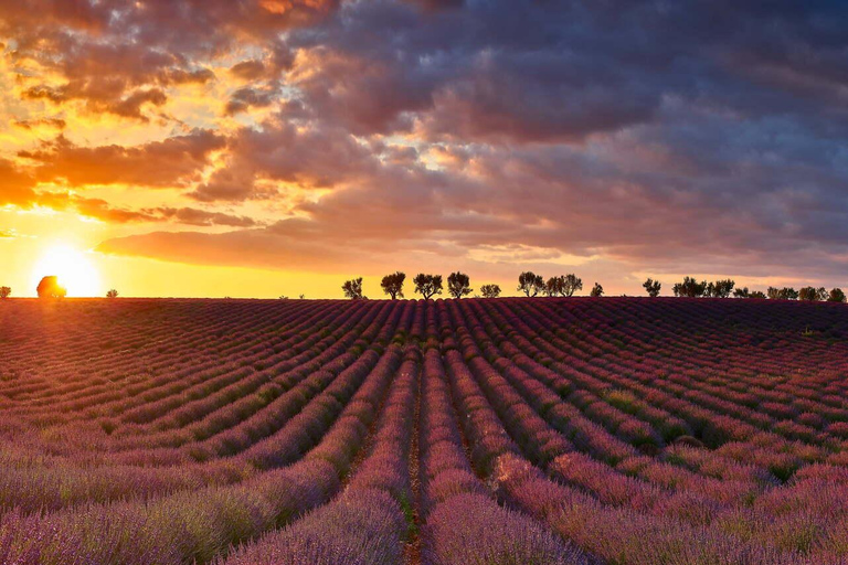 Day Trip: Lavender Fields & Gorges du Verdon LICENSED GUIDE + MERCEDES V