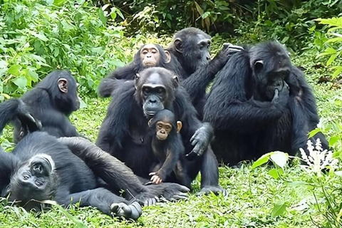 From Entebbe: 8-Day Luxury Safari with Gorilla Trekking