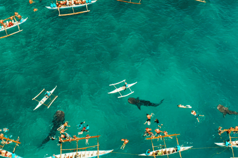 Cebu : Oslob Whaleshark Watching Canyoneering private pick up