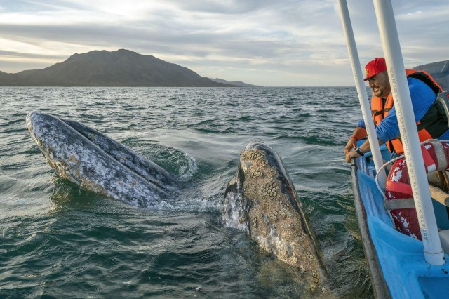 Visit Gray Whale Watching in Puerto Chale. in Lomé, Togo