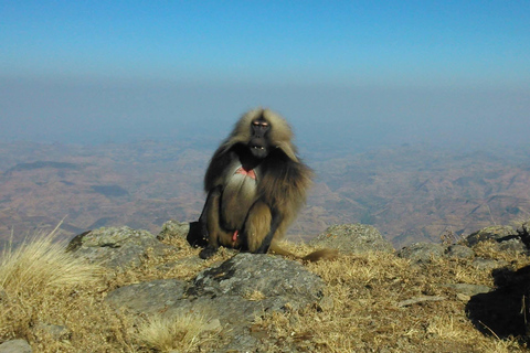 Simien Peaks Odyssey: 6-Day Gelada and Canyon Trek