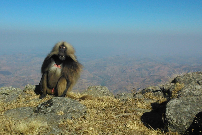 Simien Peaks Odyssey: 6-Day Gelada and Canyon Trek