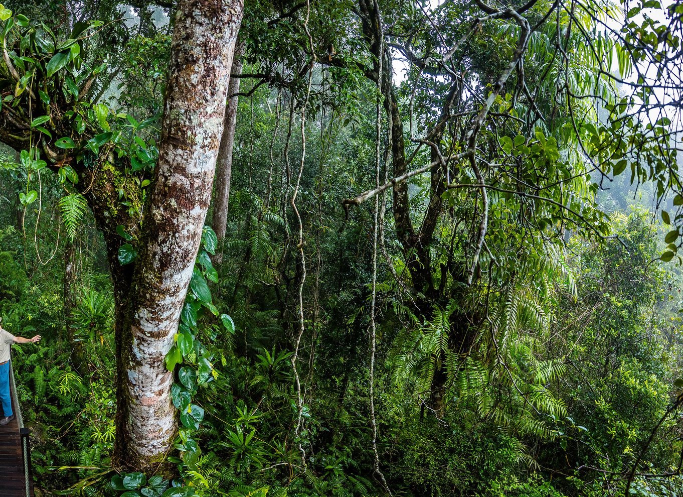 Fra Cairns: Selvguidet Kuranda-tur med tog og Skyrail