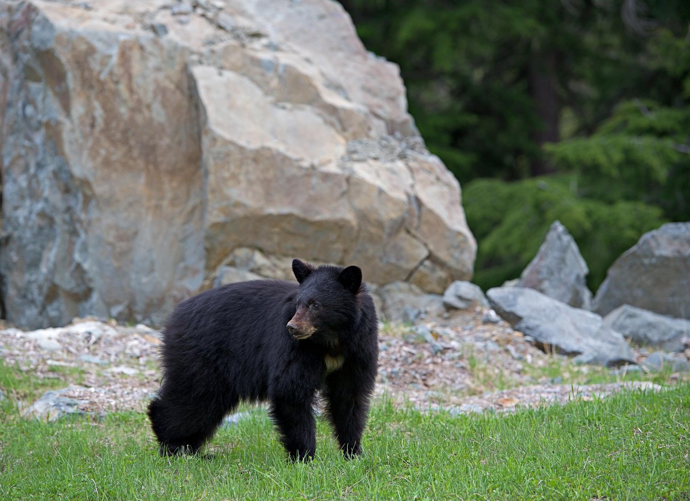 Whistler: Morgen med bjørnene Land Rover naturskøn udflugt