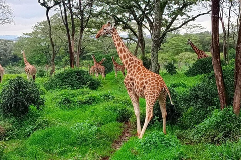 Nairobi: Giraffe Centre, Karen Blixen, and Bead Factory Tour