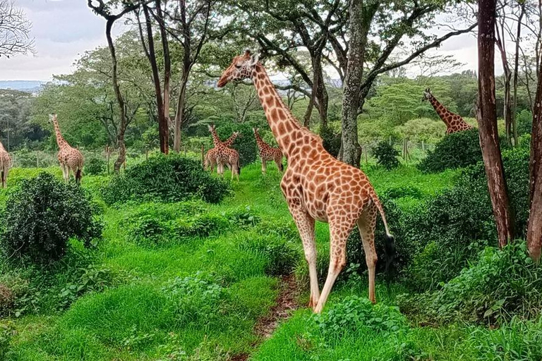 Nairobi: Giraffe Centre, Karen Blixen, and Bead Factory Tour